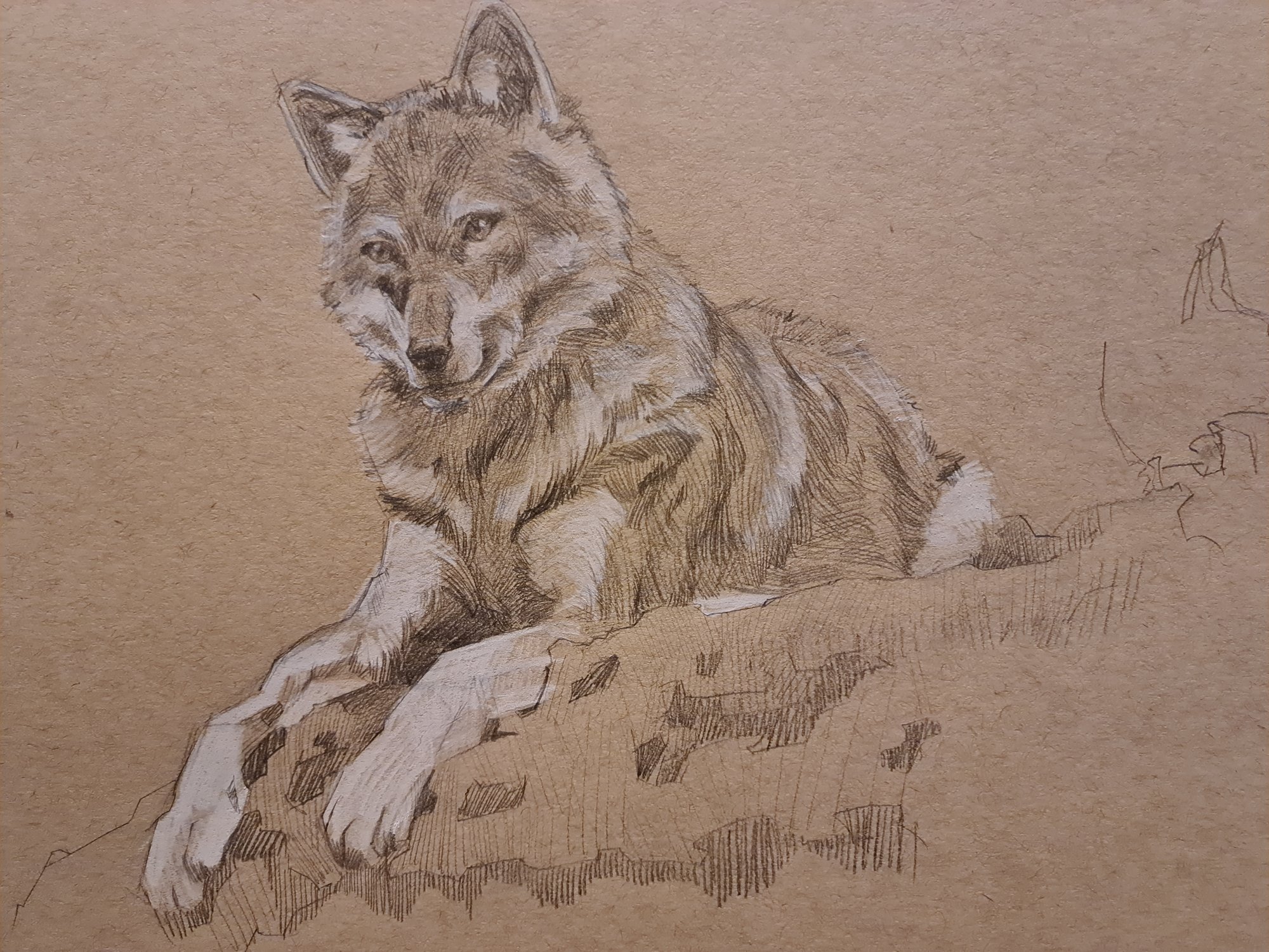 Wolf